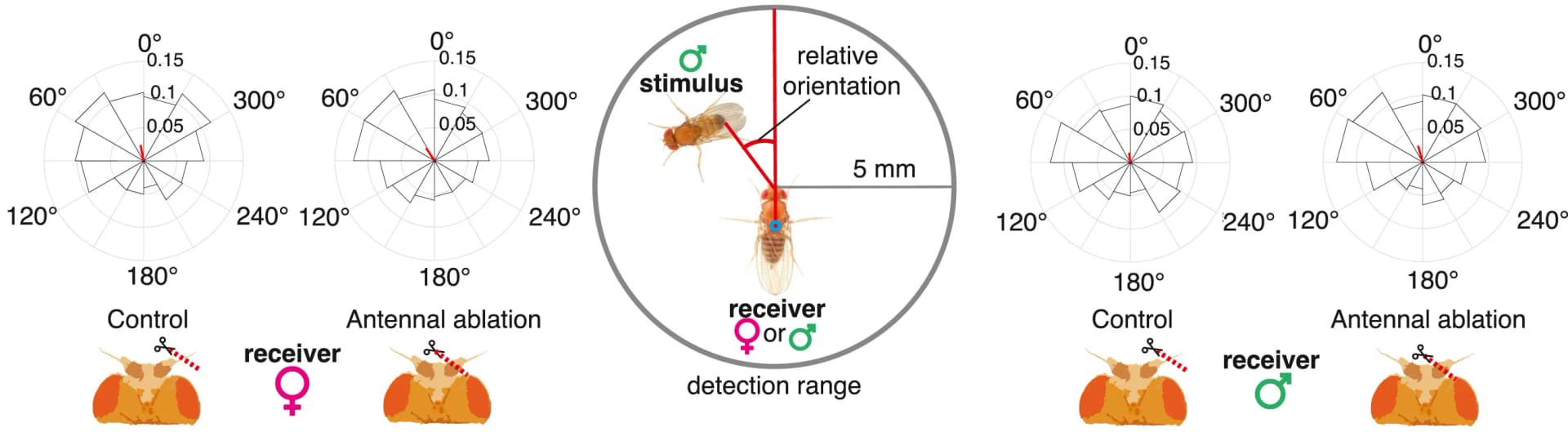 Open access visualization of Illustration, Radar Chart, Turn initiation, Antennectomy, Flies