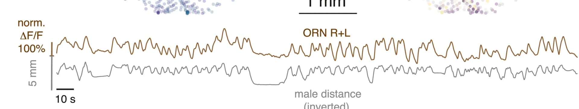 Open access visualization of Line Plot, Scatter Plot, Male proximity, ORN responses, GCaMP6f responses