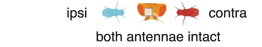 Open access visualization of Illustration, Antennal Manipulations, Male Presentation, Imaging ROI