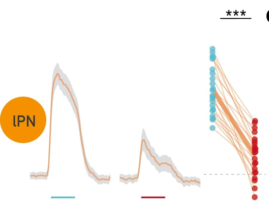 Open access visualization of Line Plot, Error Bars, Scatter Plot, lPNs, Male Presentation