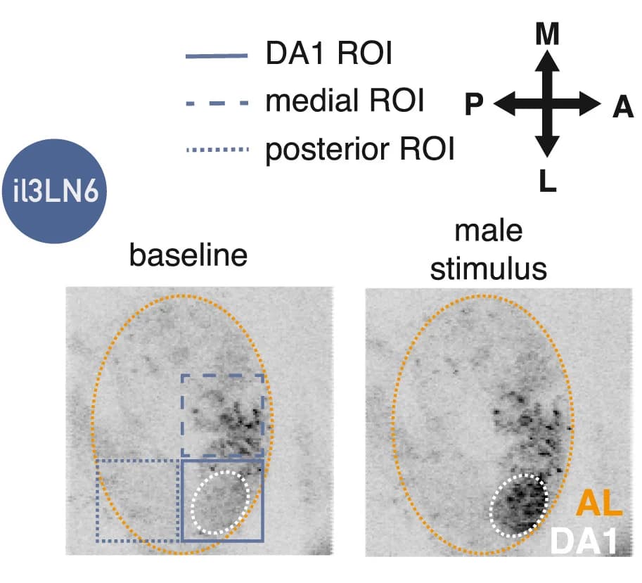 Open access visualization of Microscopy, il3LN6, GAL4, GCaMP, Male Presentation