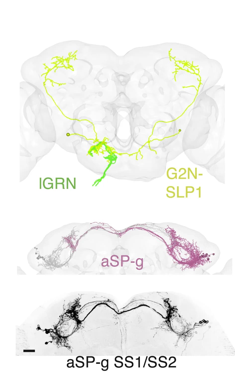 Open access visualization of Microscopy, EM Reconstruction, Labellar GRNs, G2N-SLP1, aSP-g Neurons