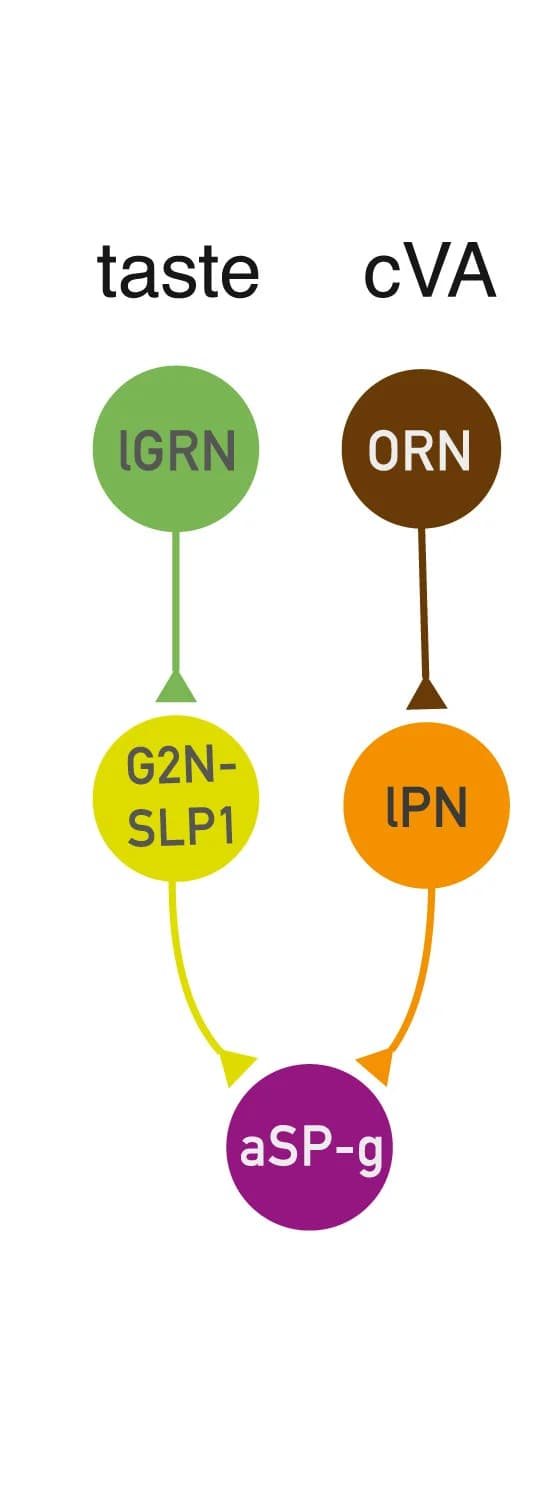Open access visualization of Pathway, Network, aSP-g Input Pathways, Connectivity, Synaptic Connections