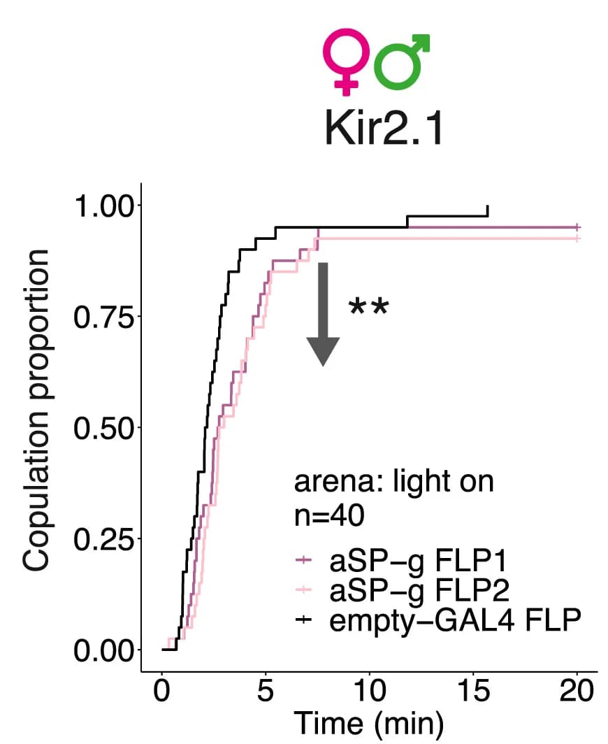 Open access visualization of Line Plot, Line Step, Kir2.1, aSP-g-FLP1, aSP-g-FLP2