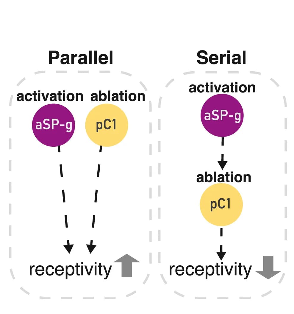 Open access visualization of Workflow, Flowchart, Illustration, aSP-g Neurons, pC1 Neurons