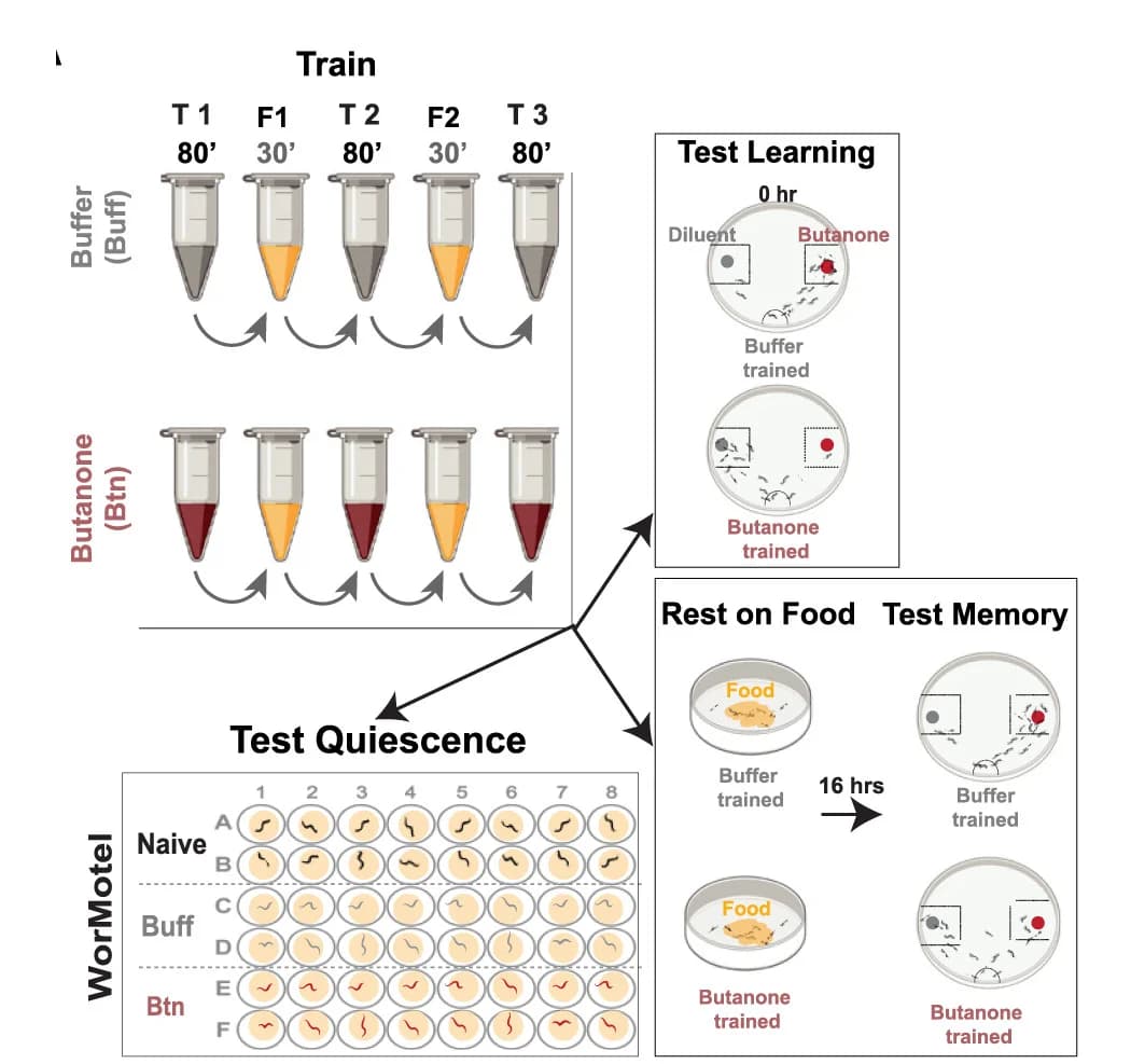 Open access visualization of Workflow, Illustration, Training, Analysis, Wild-type populations