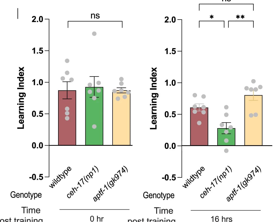 Open access visualization of Bar Plot, Error Bars, Clustered, Scatter Plot, ALA-defective ceh-17 mutants
