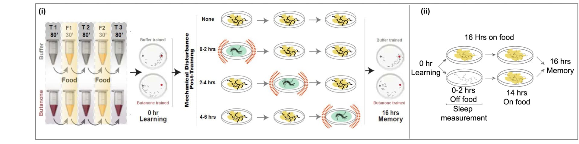 Open access visualization of Workflow, Flowchart, Illustration, Mechanical Disturbance, Metabolic Disturbance