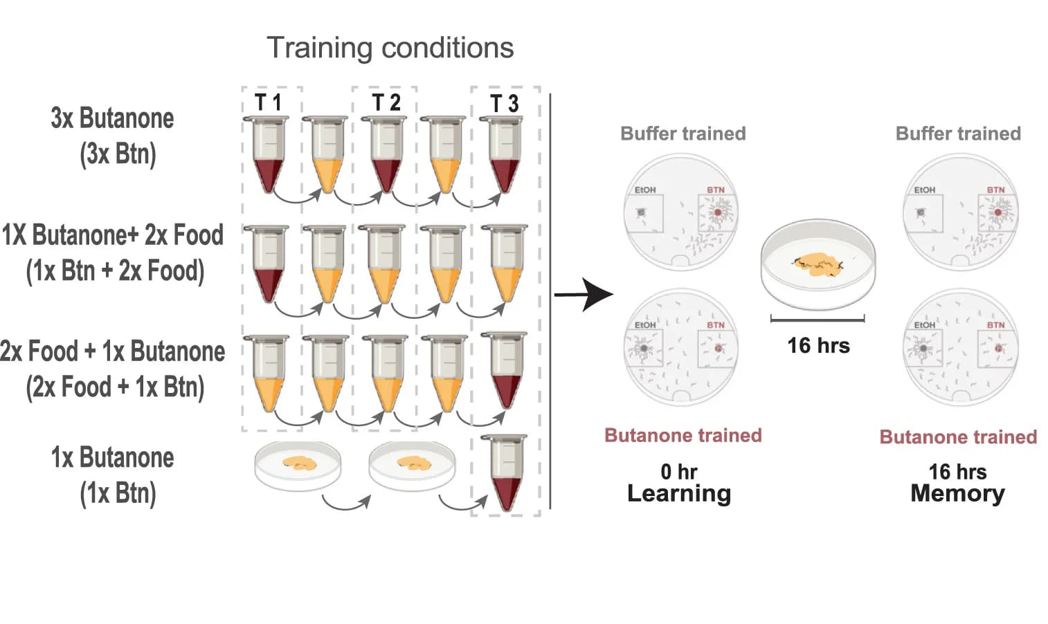 Open access visualization of Workflow, Flowchart, Illustration, Butanone, Chemotaxis Assay