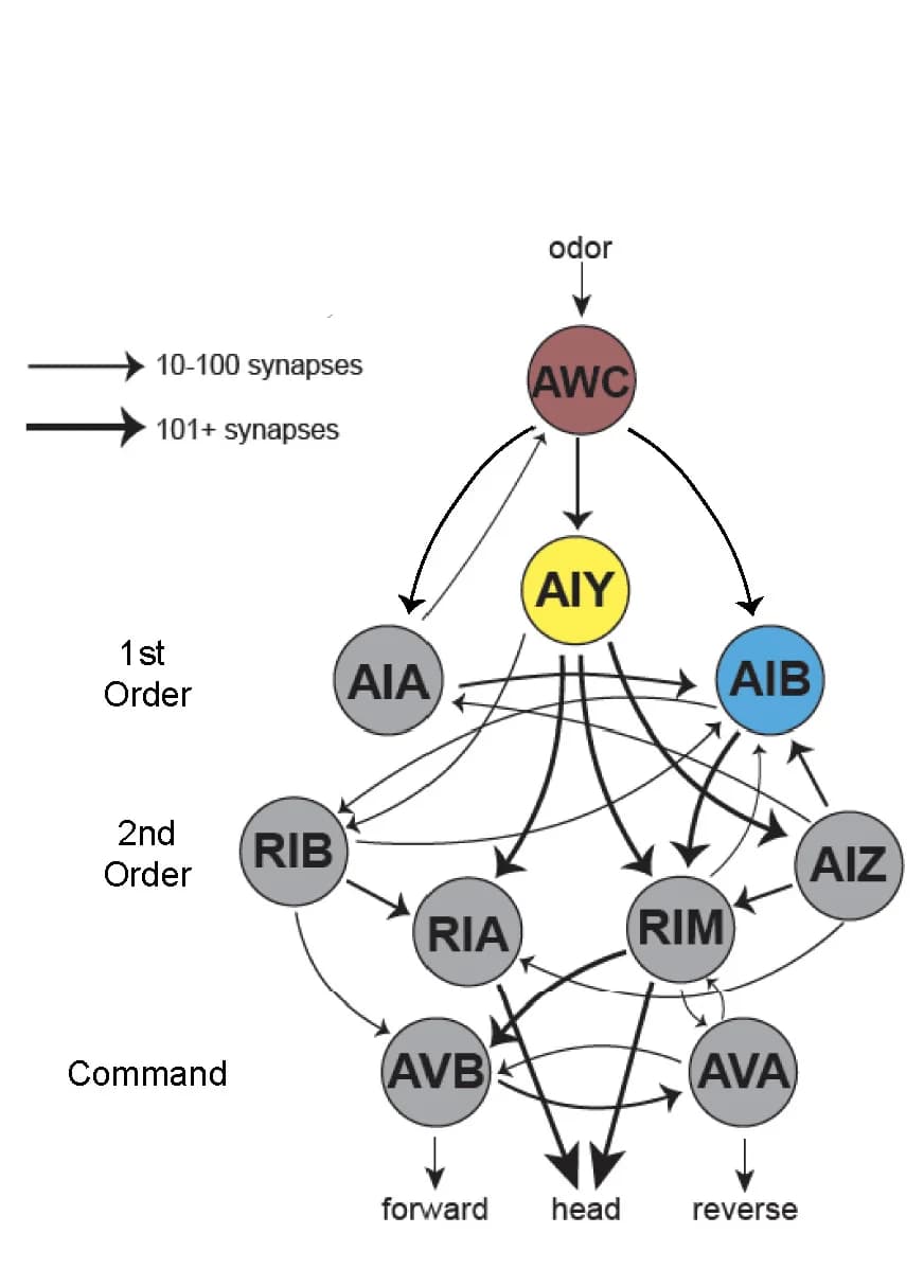 Open access visualization of Pathway, AWC Olfactory Circuit, Sensory Neurons, Chemical Synapses, Gap Junctions