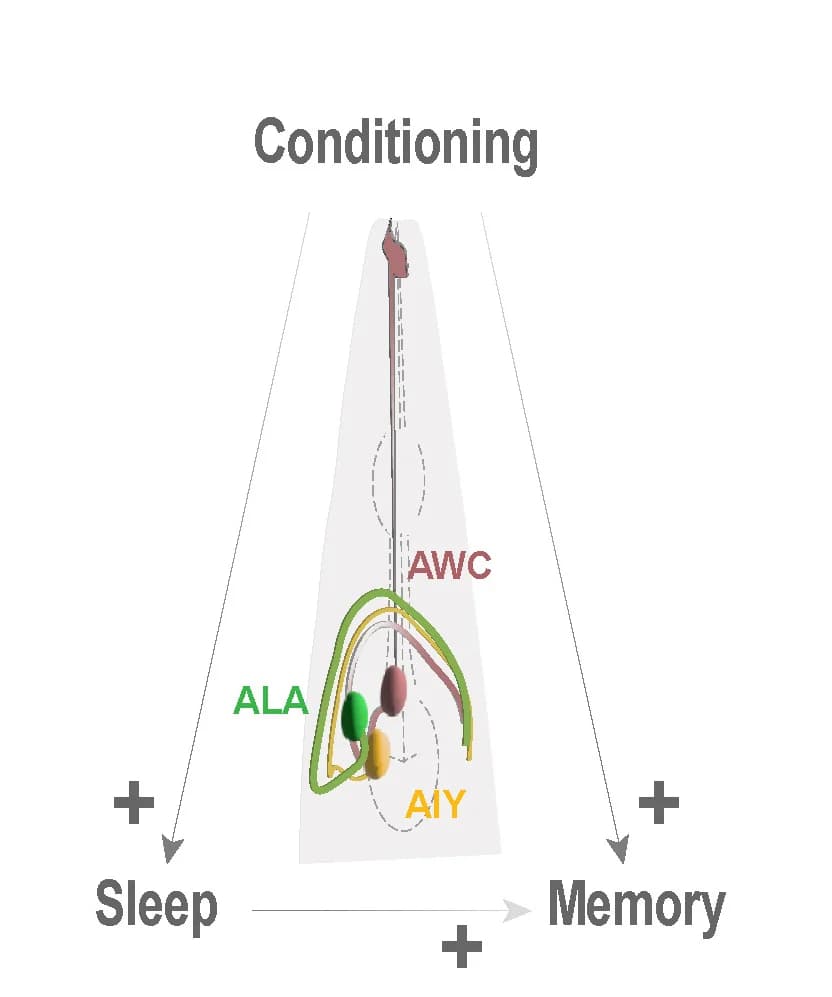 Open access visualization of Workflow, Illustration, Olfactory Conditioning, Sleep, Memory