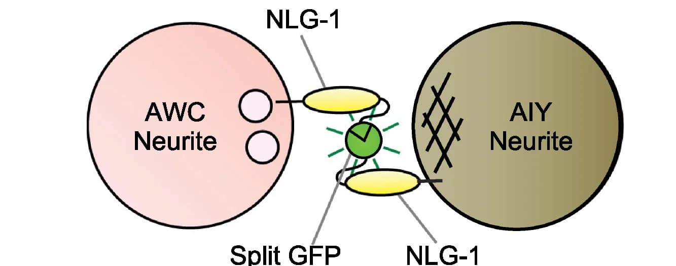 Open access visualization of Illustration, Flowchart, GFP, AWC Neuron, AIY Neuron