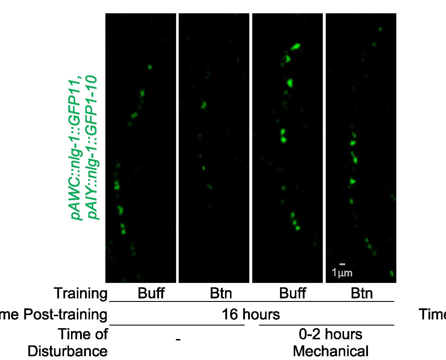 Open access visualization of Microscopy, AWC Neuron, AIY Neuron, NLG-1 GRASP, Fluorescence