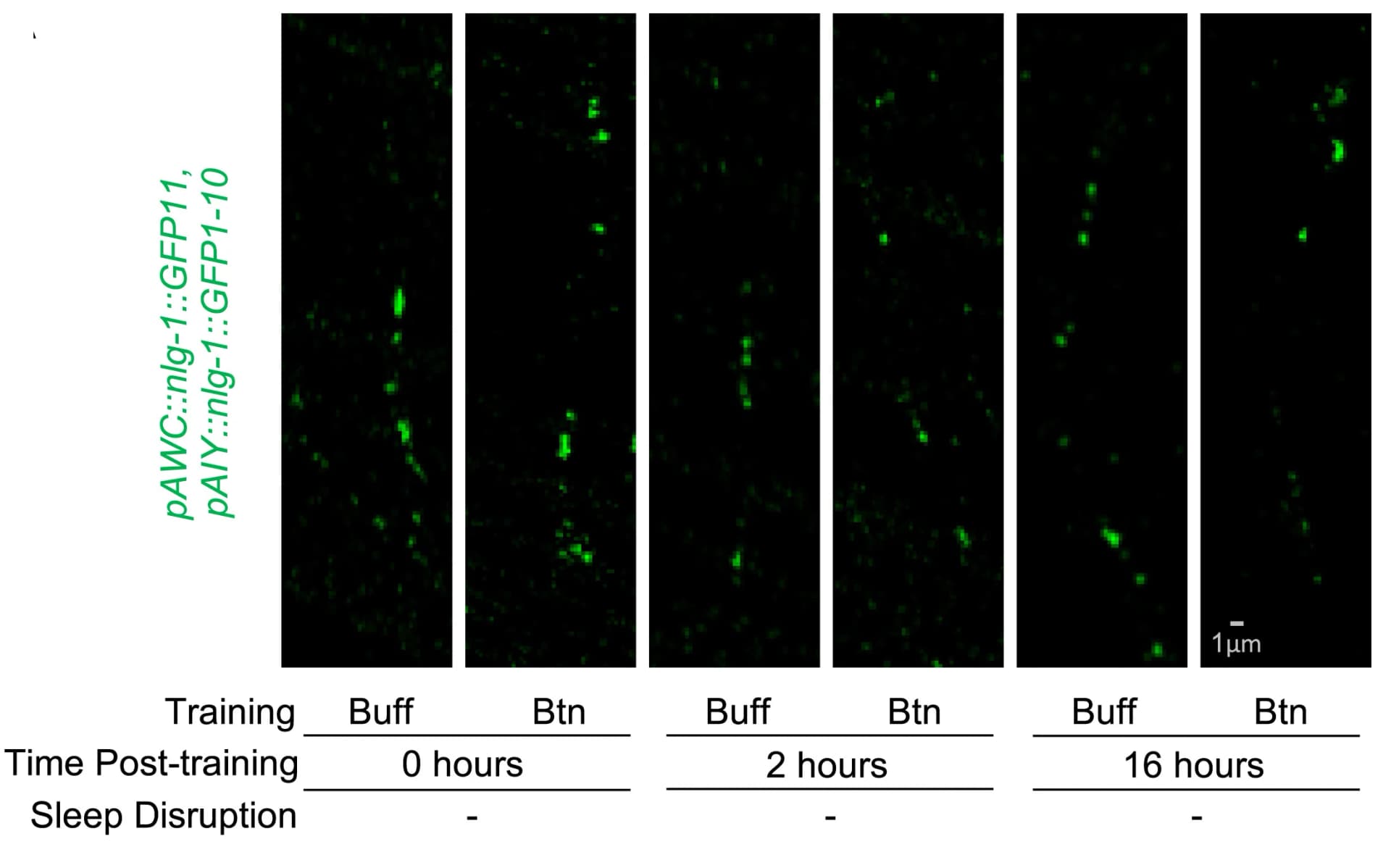 Open access visualization of Microscopy, AWC-AIY, NLG-1 GRASP, Fluorescence, Butanone