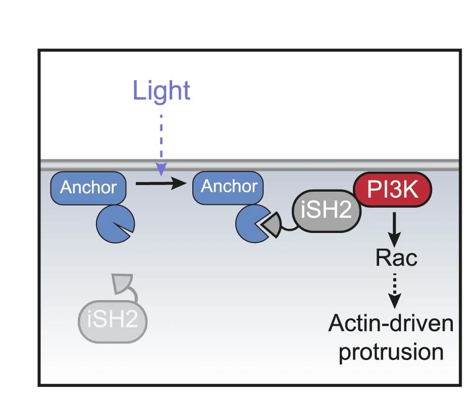 Open access visualization of Workflow, Flowchart, Illustration, Optogenetics, Phosphoinositide 3-Kinase