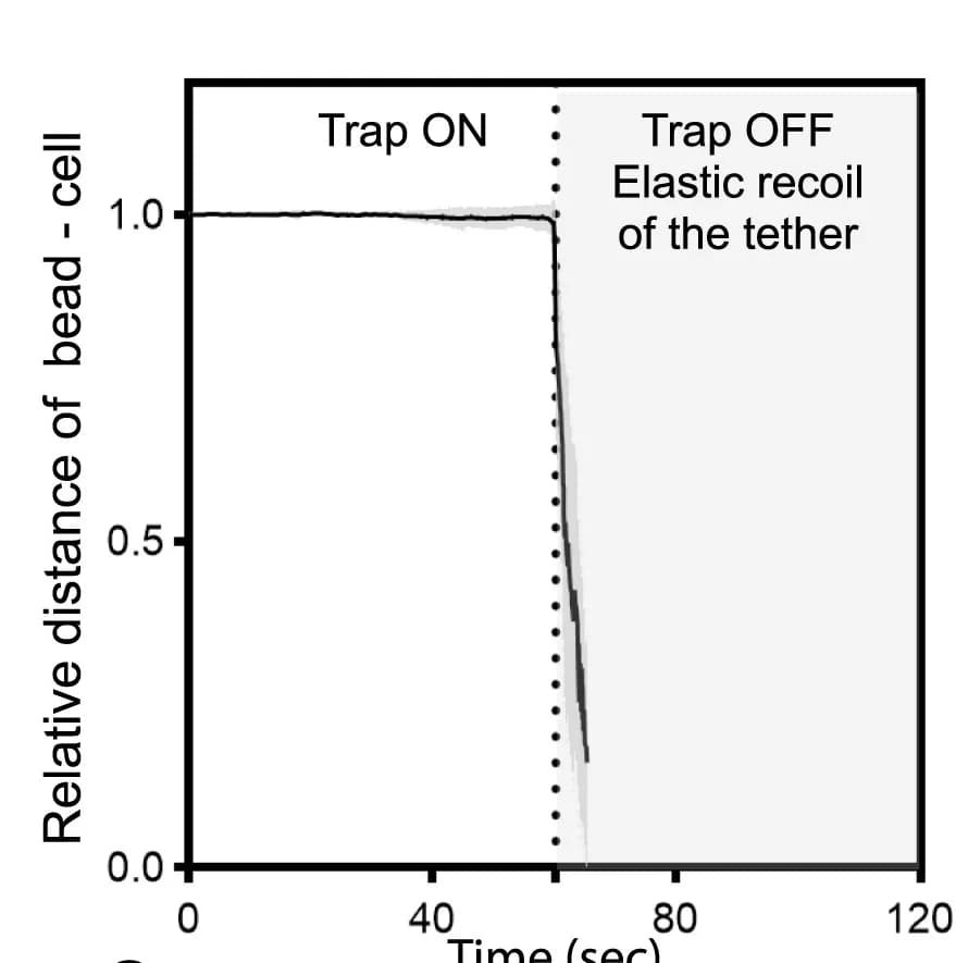 Open access visualization of Line Plot, Tether Pulling Measurements, Trapping Laser, Elastic Recoil, Cytoskeleton