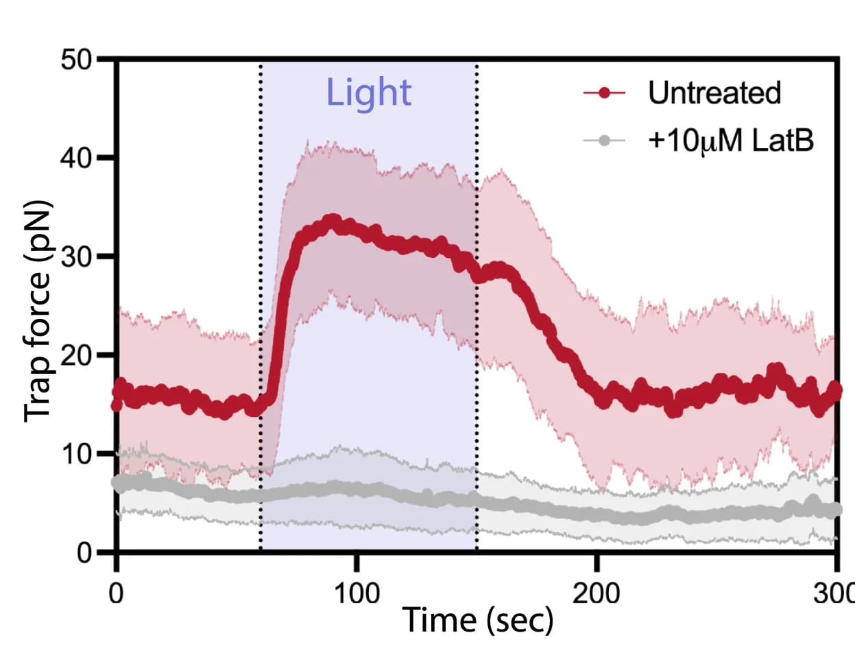 Open access visualization of Line Plot, Error Bars, Trap Force, Cell Protrusion, Actin Polymerization Inhibitor