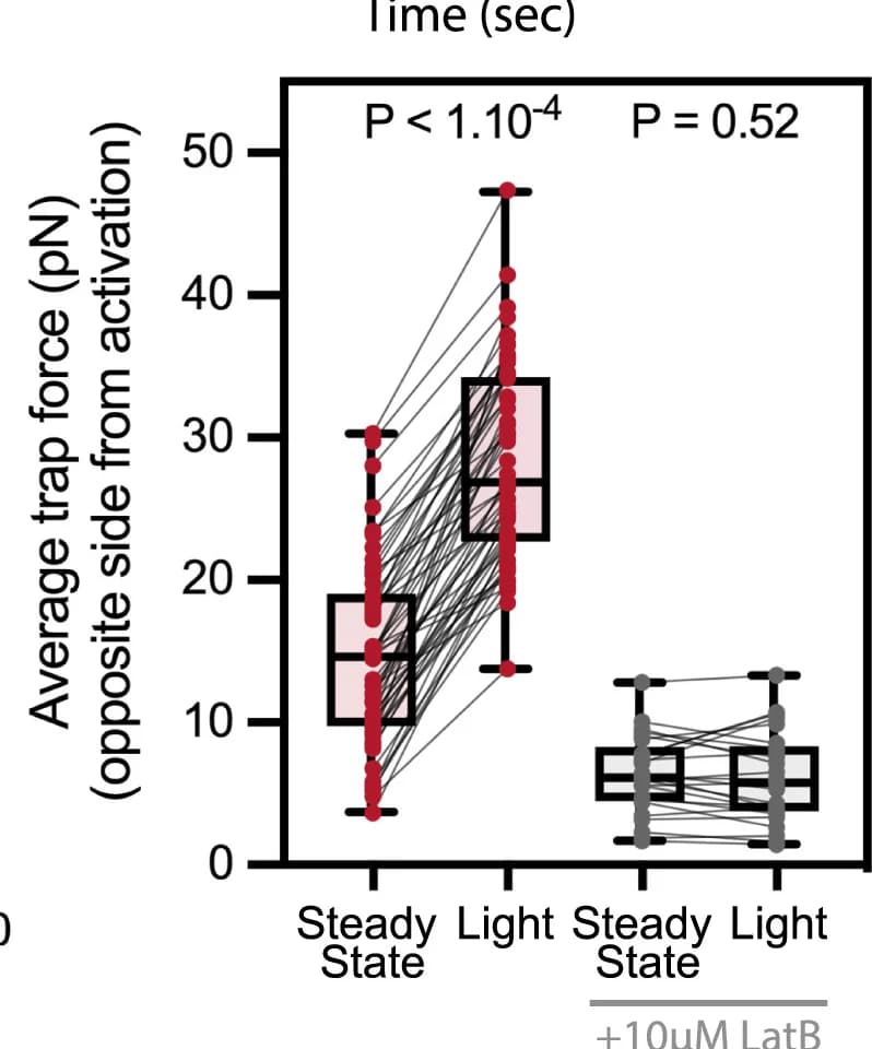 Open access visualization of Box Plot, Scatter Plot, Trap Force, Wilcoxon Paired Student's T Test, Scale Bar