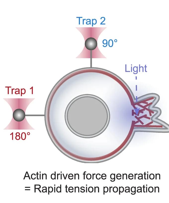 Open access visualization of Illustration, Workflow, Membrane Tension, Cell Protrusion, Dual-Tether Assay