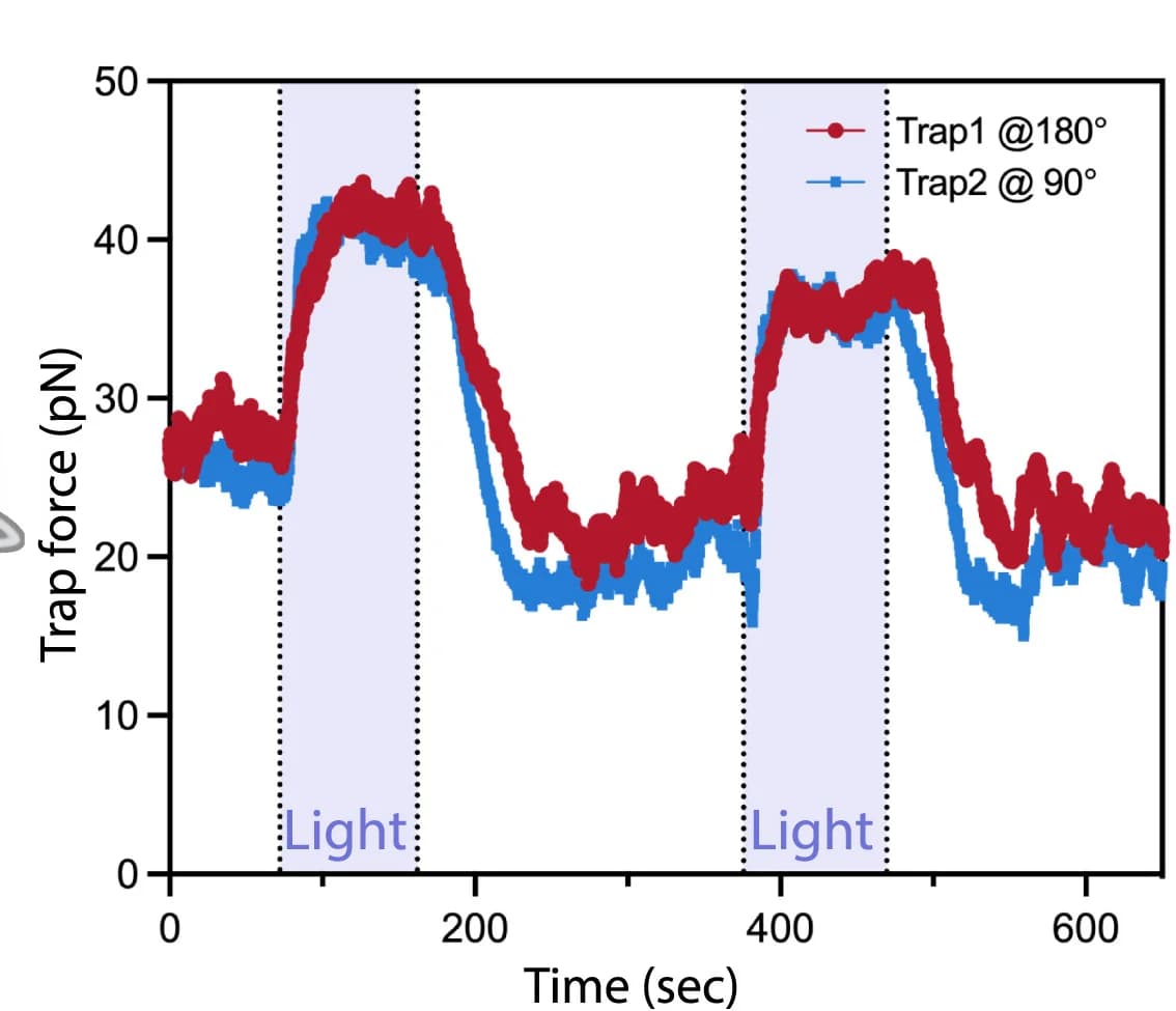 Open access visualization of Line Plot, Trap Forces, Membrane Tension, Light-Activated Protrusion