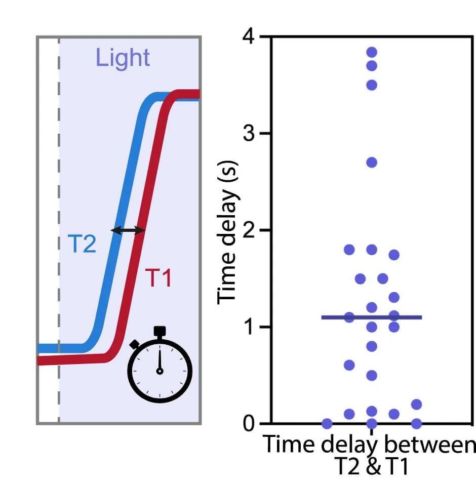 Open access visualization of Scatter Plot, Line Plot, Time Delay, Membrane Tension, Cell Protrusion