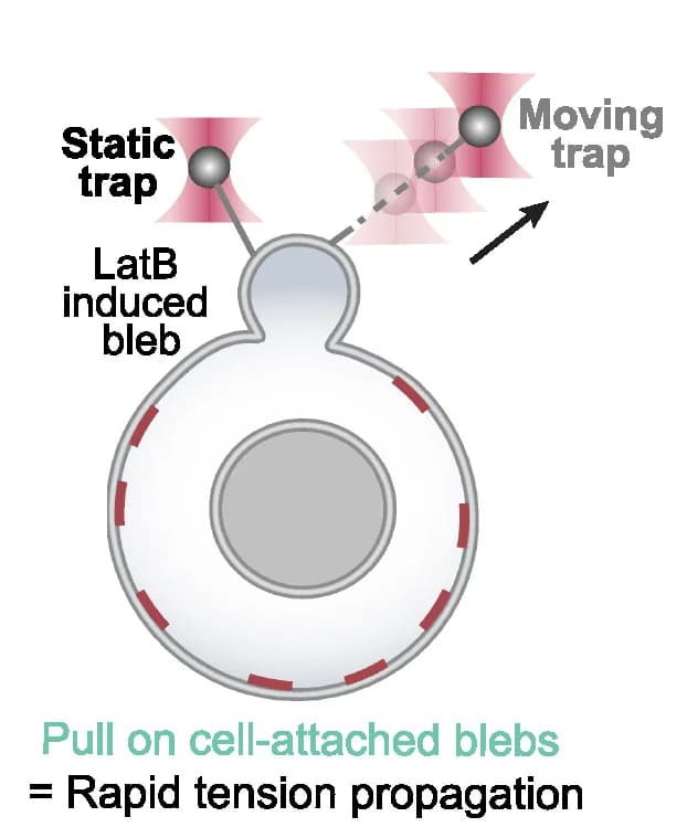 Open access visualization of Illustration, Tension, Blebs, Actin cortex, Latrunculin B treatment