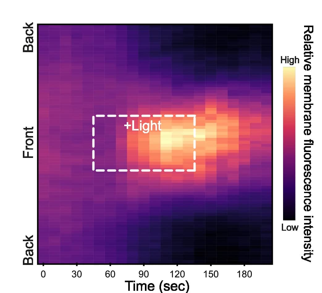 Open access visualization of Heatmap, Kymographs, Membrane Fluorescence, Cell Circumference, Protrusion
