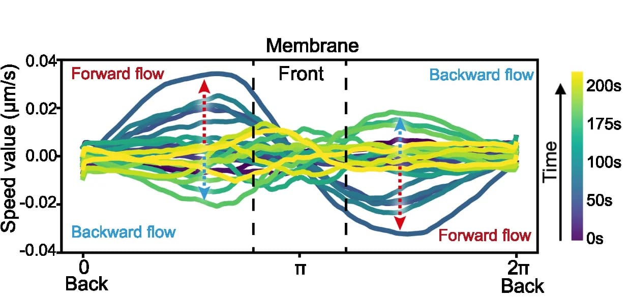 Open access visualization of Line Plot, Membrane Flow Field, Optimal Transport, Kymograph Intensity, Protrusion