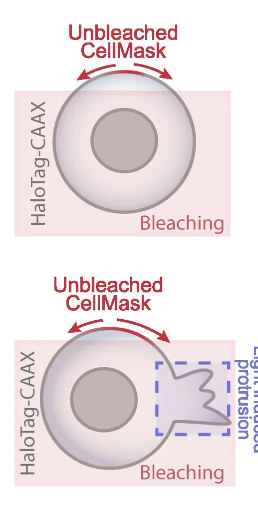 Open access visualization of Illustration, Membrane Diffusion Assay, Membrane Marker, CellMask, Opto-activation