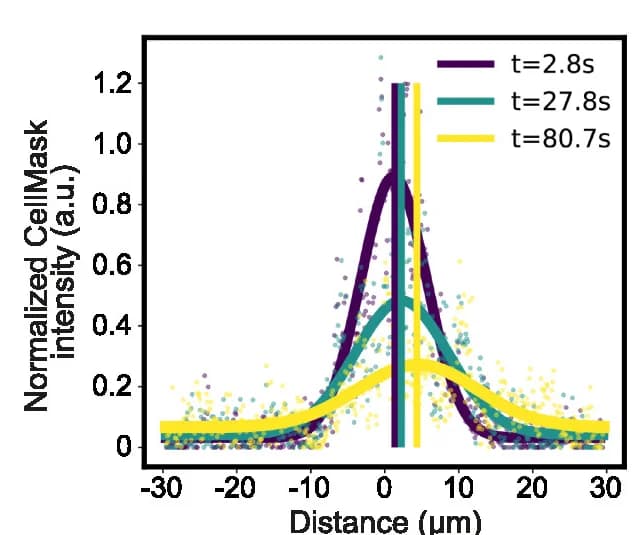 Open access visualization of Line Plot, Scatter Plot, Kymograph Data, Gaussian Equation, Membrane Flow