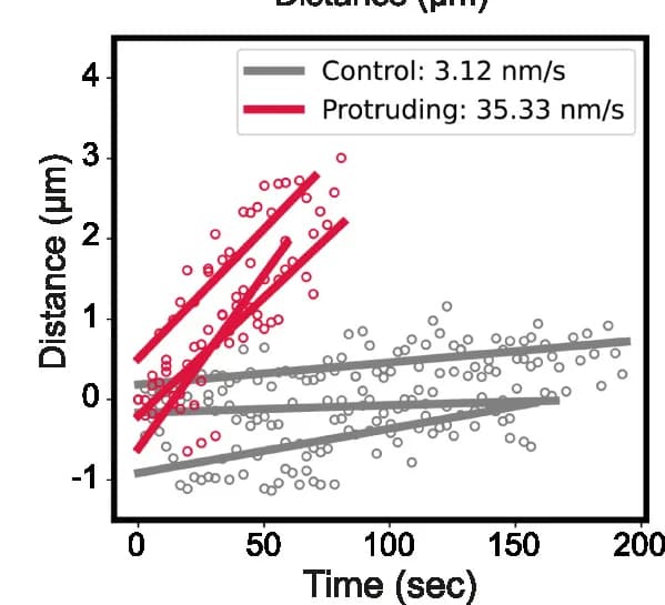 Open access visualization of Scatter Plot, Regression Plot, Membrane Flow Rate, Control Cells, Protruding Cells
