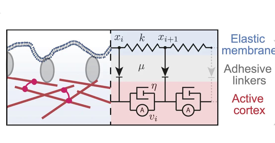 Open access visualization of Illustration, Workflow, Membrane Tension, Membrane Displacement, Cortical Flow