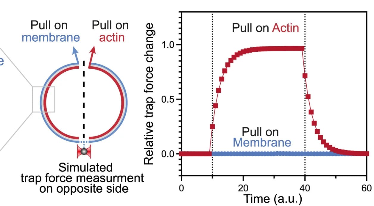 Open access visualization of Line Plot, Membrane Tension, Actin Pulling, Membrane-Cortex Friction