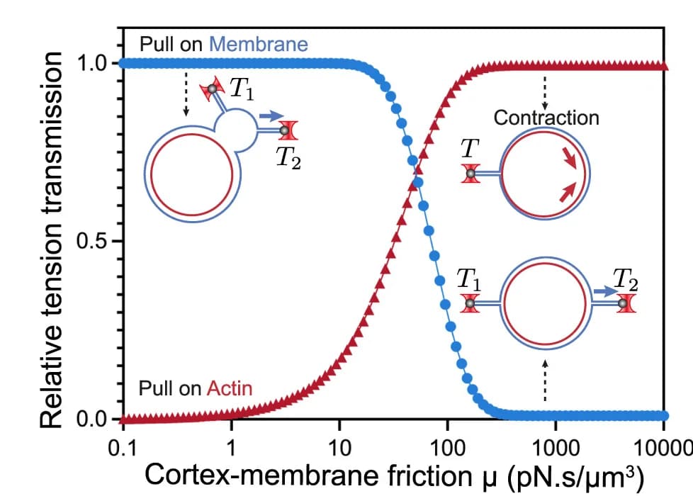 Open access visualization of Line Plot, Membrane Tension, Membrane-Cortex Friction, Plasma Membrane, Actin Cortex