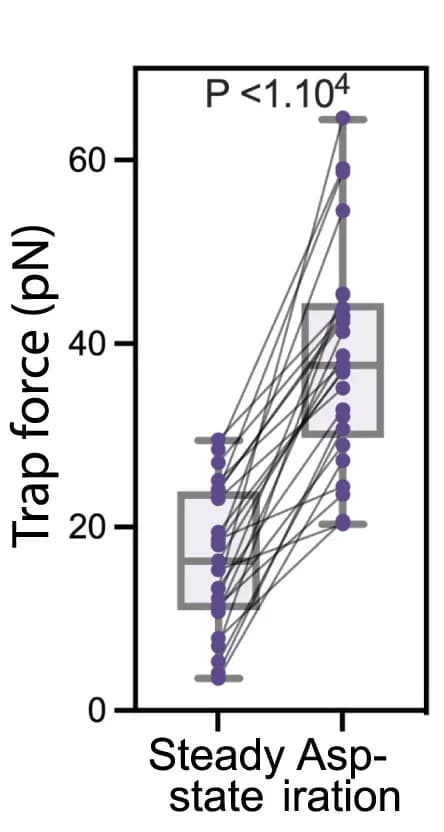 Open access visualization of Box Plot, Scatter Plot, Trap Force, Aspiration, Membrane Tension