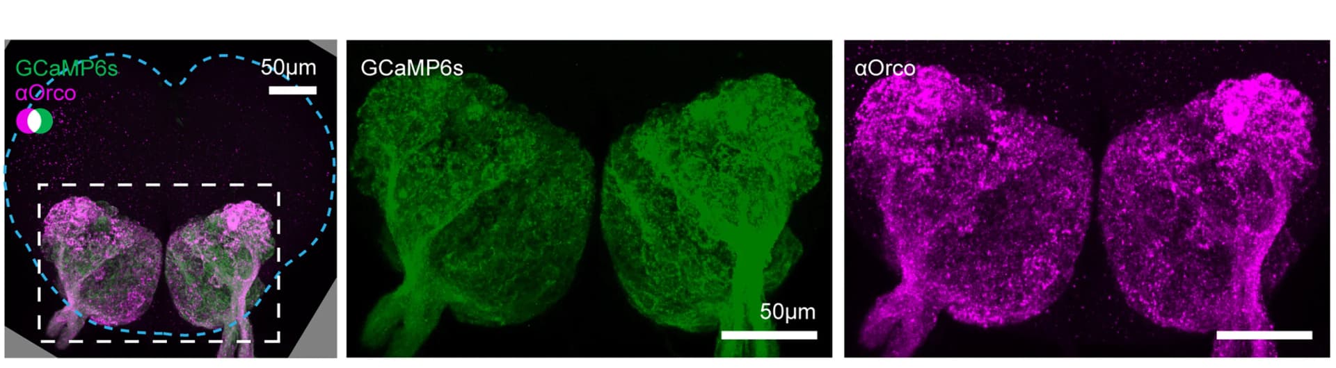 Open access visualization of Microscopy, GCaMP6s, Anti-Orco, ALs, Z-Projection