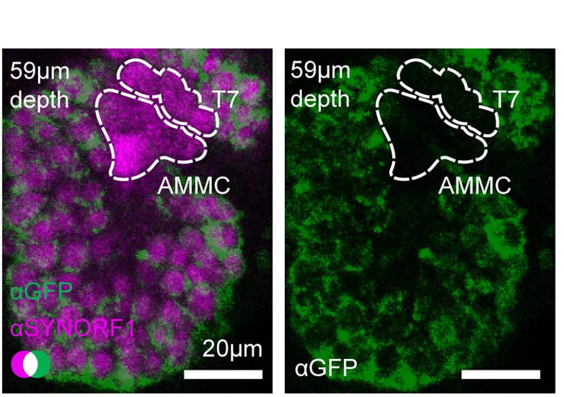 Open access visualization of Microscopy, Anti-SYNORF1, Anti-GFP, Neuropil, AL