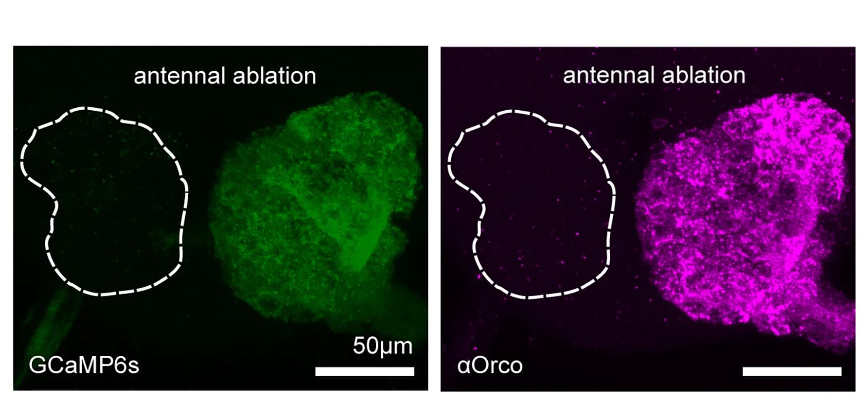 Open access visualization of Microscopy, Antenna Ablation, GCaMP6s, Anti-Orco, AL