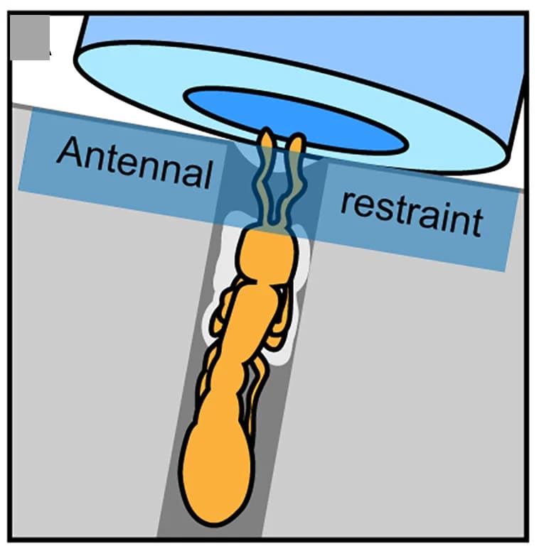 Open access visualization of Illustration, Ant, Plastic Base, Glue, Parafilm