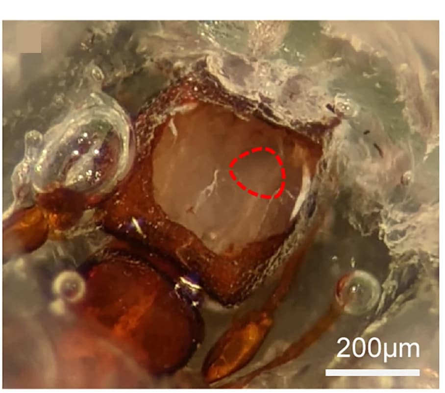 Open access visualization of Microscopy, Photo, Cuticle, Glandular Tissue, AL