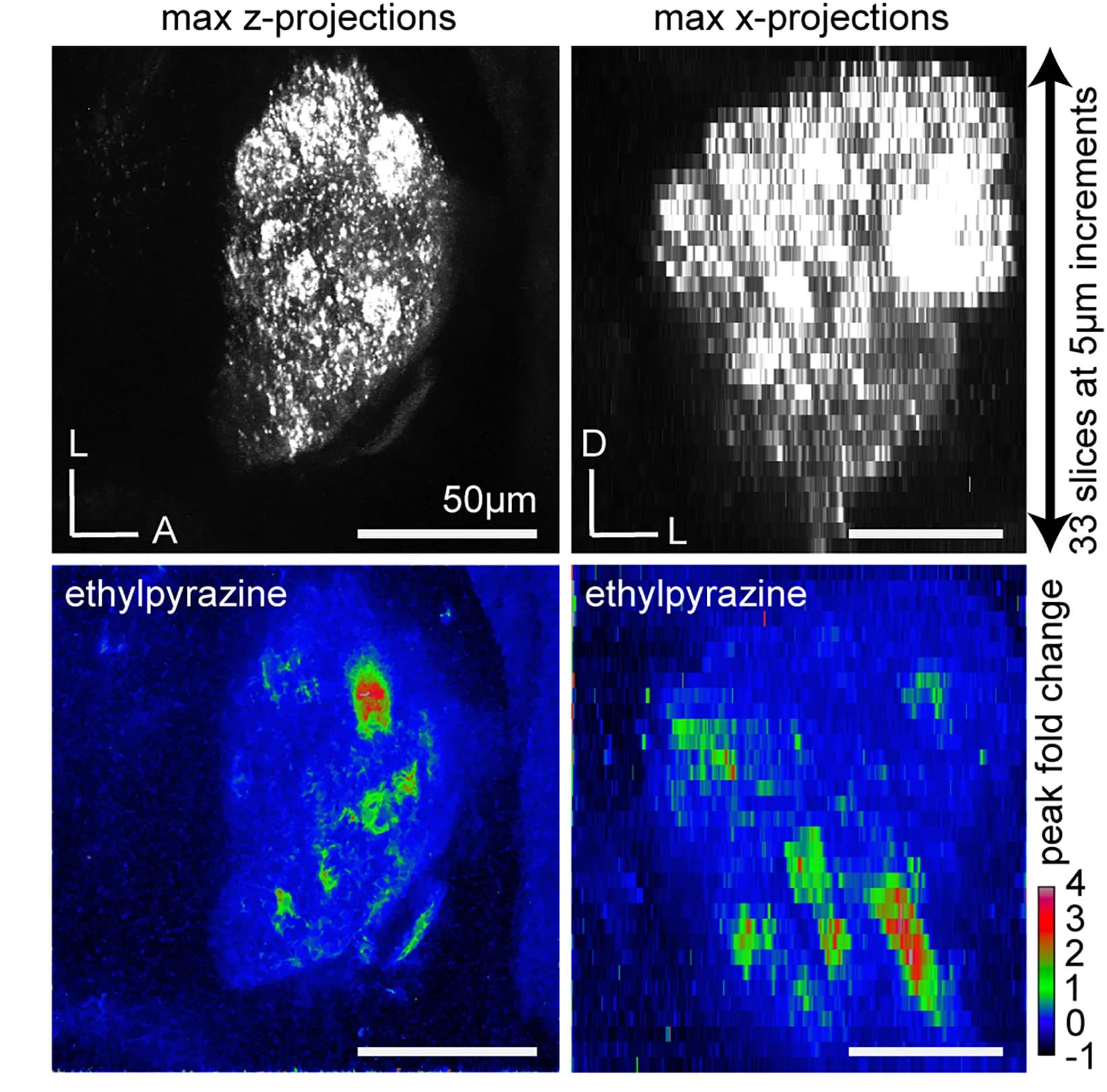 Open access visualization of Microscopy, Volumetric Imaging, Clonal Raider Ant, ALs, Raw Fluorescence