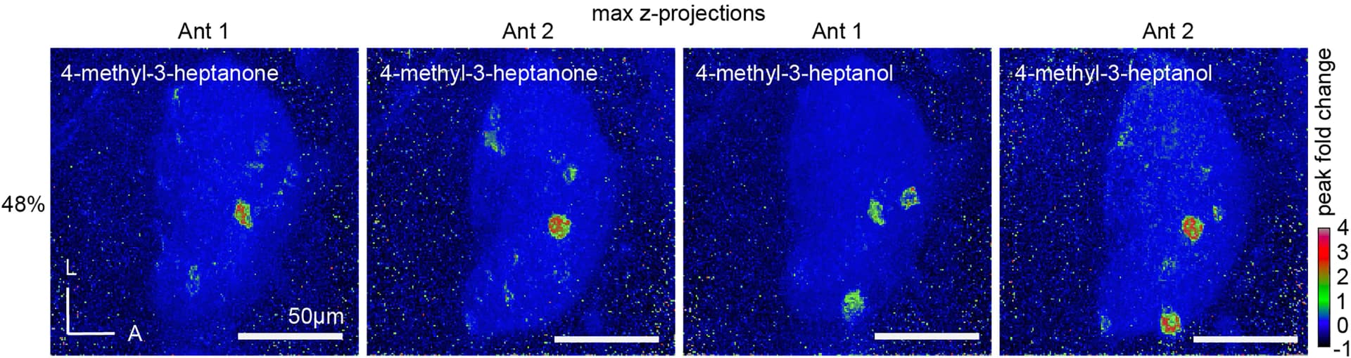 Open access visualization of Microscopy, Individual, 4-methyl-3-heptanone, 4-methyl-3-heptanol, Concentration
