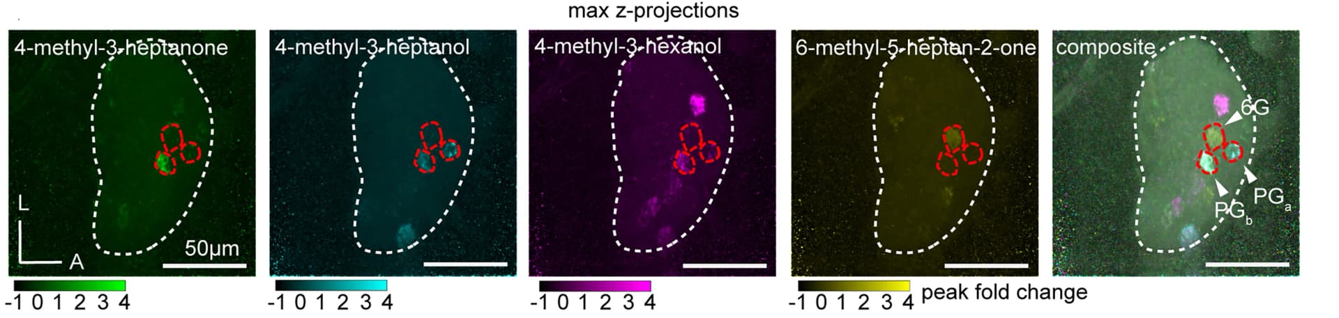Open access visualization of Microscopy, Alarm Pheromones, Glomeruli, Activation Patterns