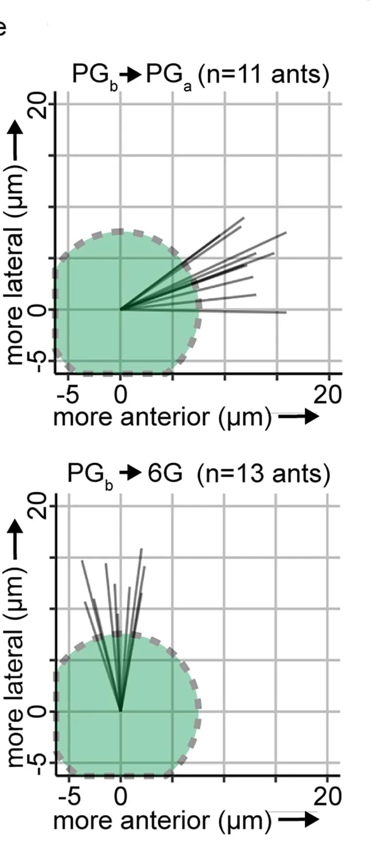 Open access visualization of Scatter Plot, Spatial Displacement, Glomeruli, PGb, PGa