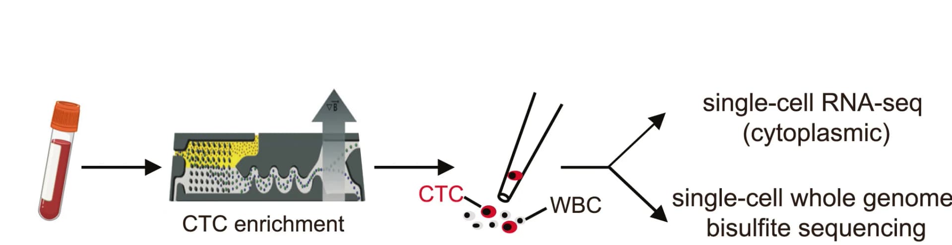 Open access visualization of Workflow, Flowchart, Illustration, CTC Enrichment, Leukocyte Depletion