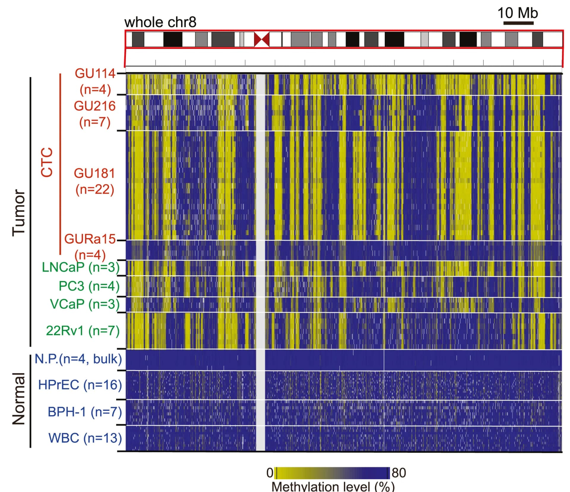 Open access visualization of Heatmap, DNA Methylation, Chromosome 8, PMDs, CTCs