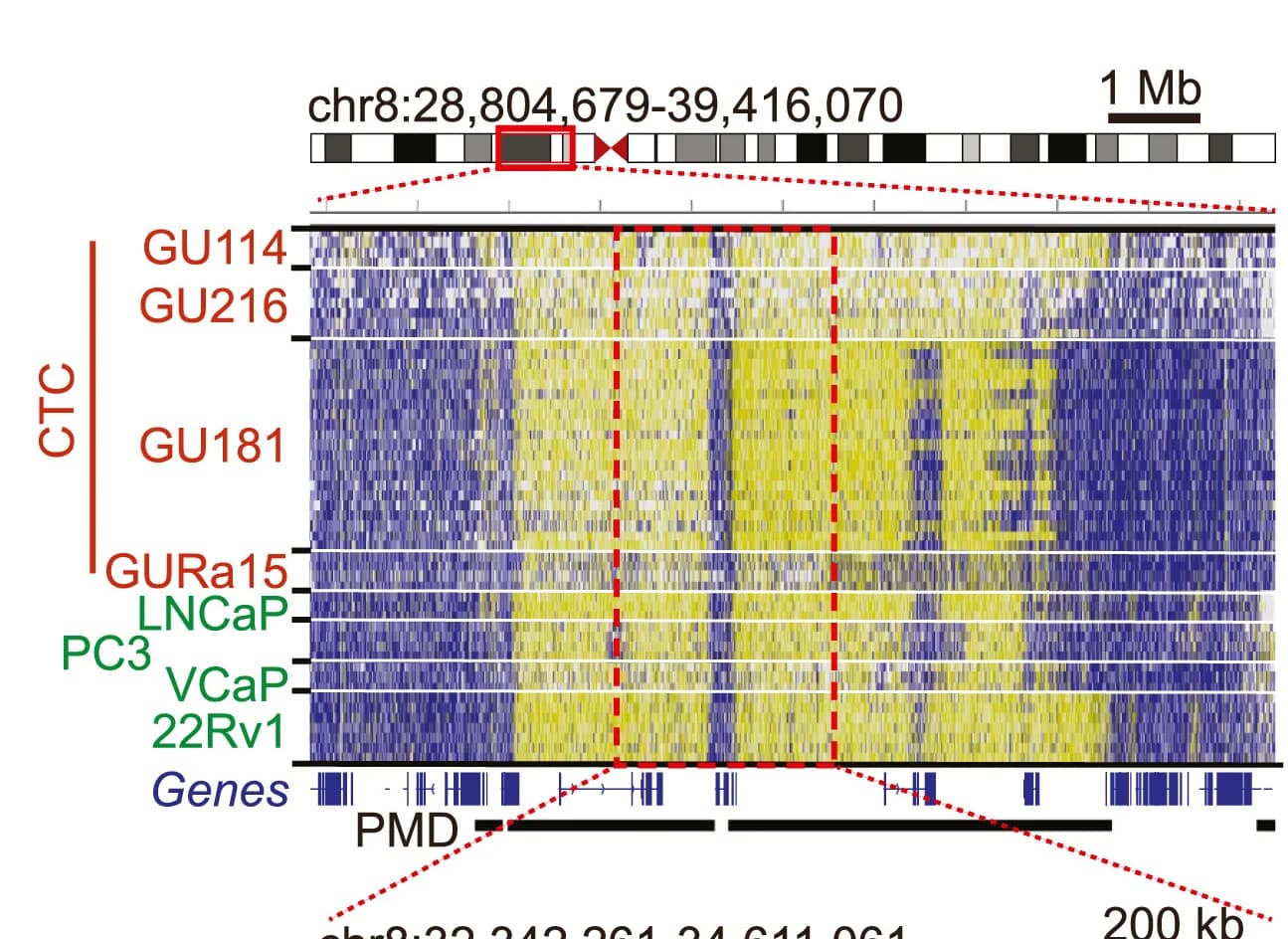 Open access visualization of Heatmap, Chromosome 8, PMD Boundaries, CTCs, Prostate Cancer Cell Lines