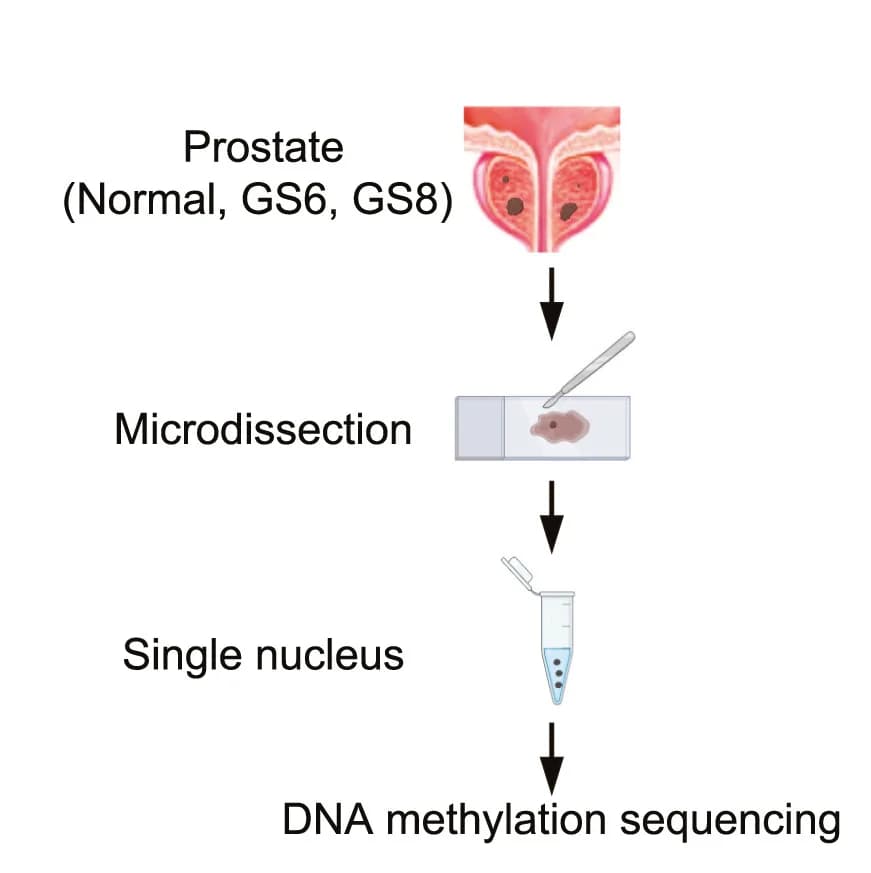 Open access visualization of Workflow, Prostate Tumor, Microdissection, Single-Nucleus Isolation, Single-Cell DNA Methylation Sequencing