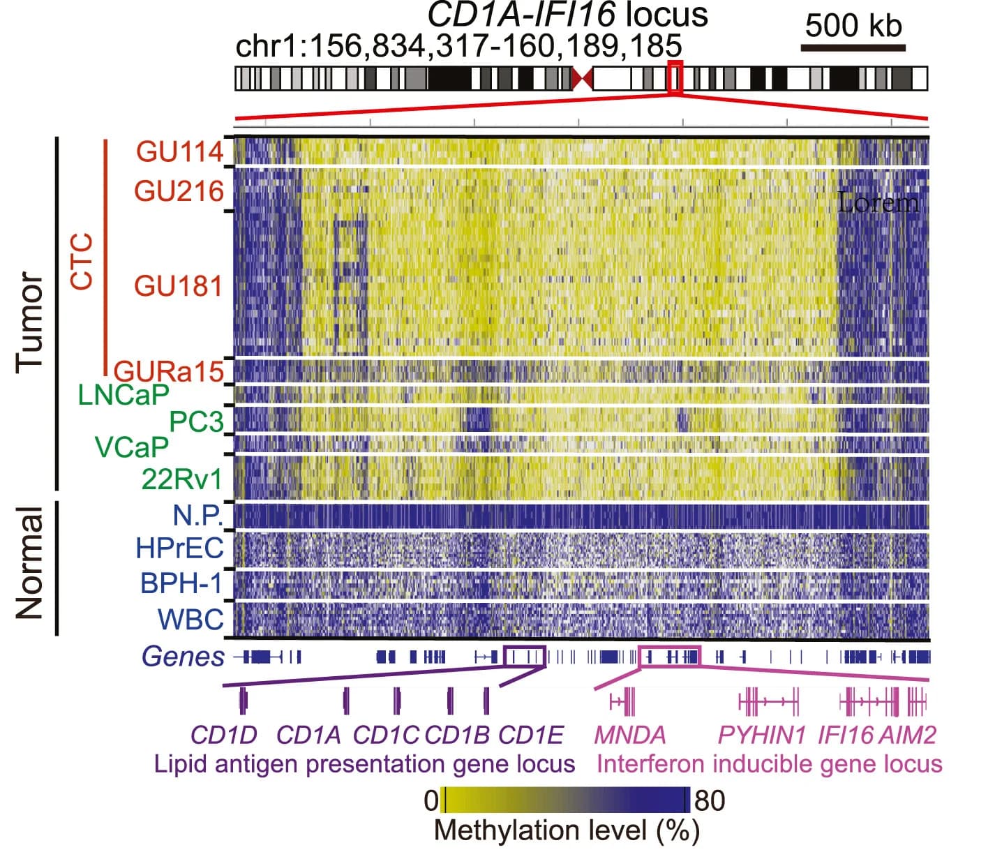 Open access visualization of Heatmap, IGV, Single-Cell DNA Methylation, CD1A-IFI16 Genomic Locus, Lipid Antigen Presentation Genes