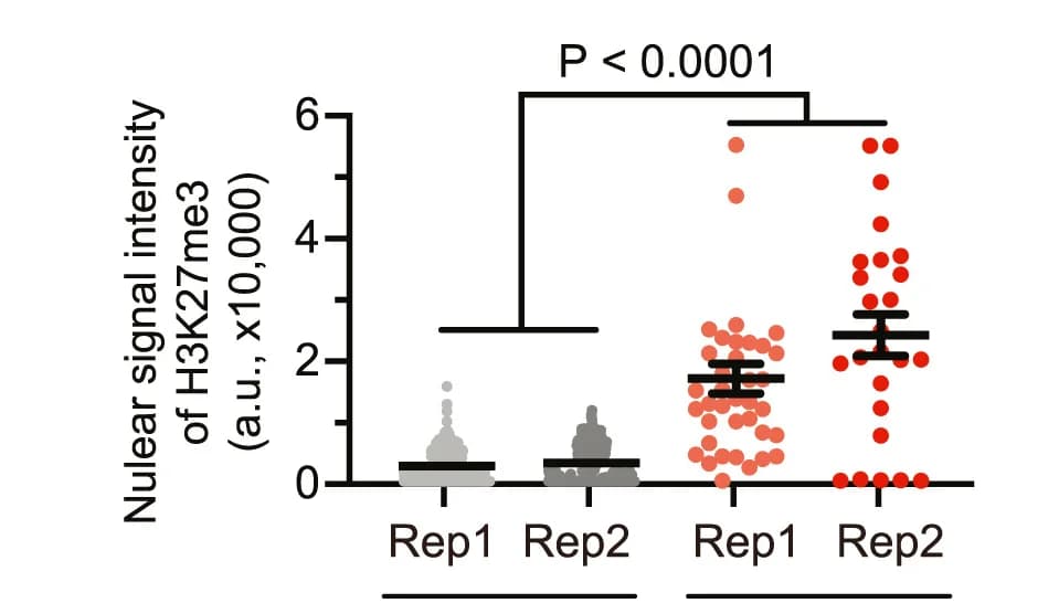 Open access visualization of Scatter Plot, Error Bars, H3K27me3, Fluorescence Intensity, Single-Cell Nuclei